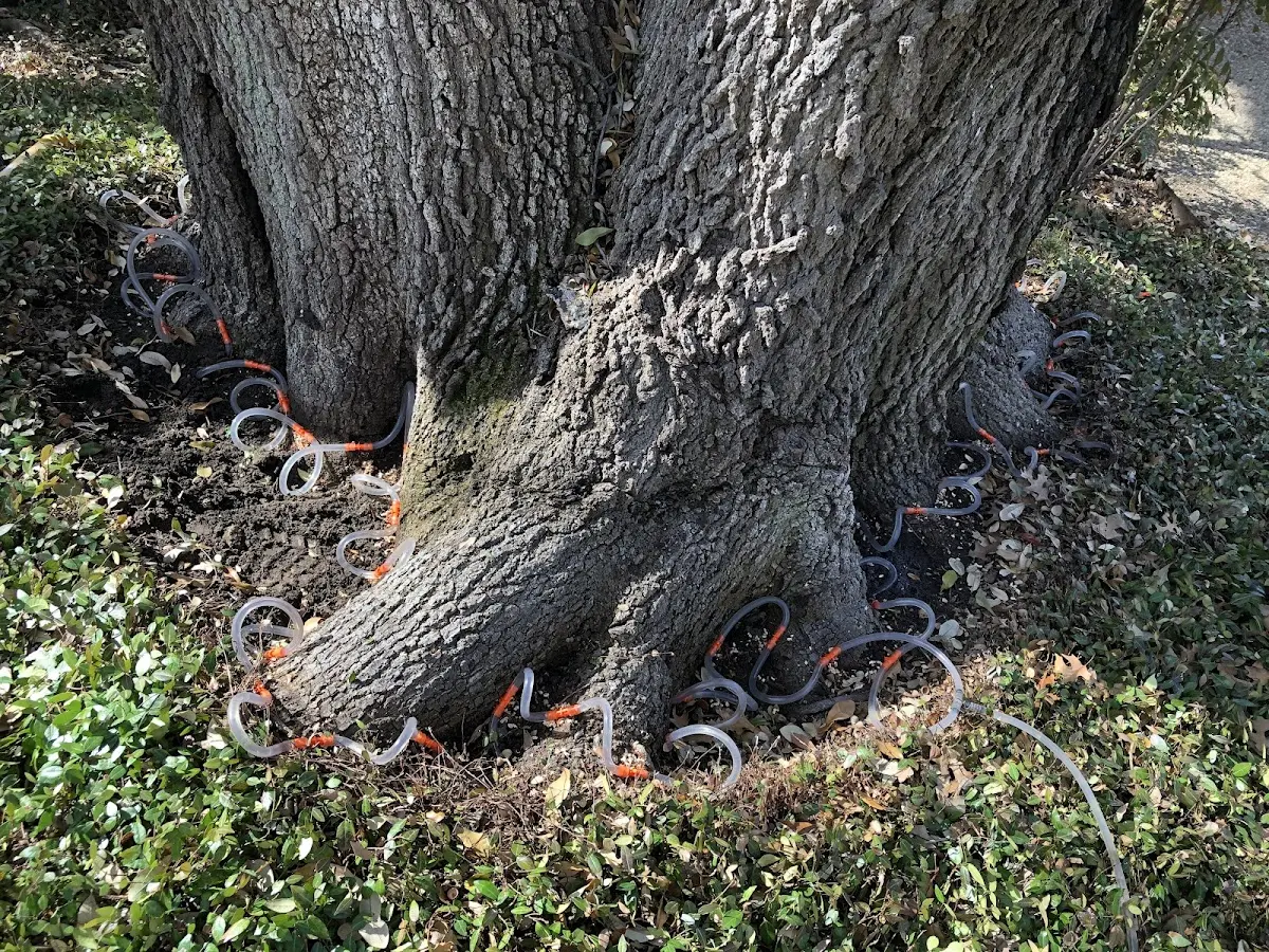 Detailed Shrub and Hedge Trimming job site in Crosby