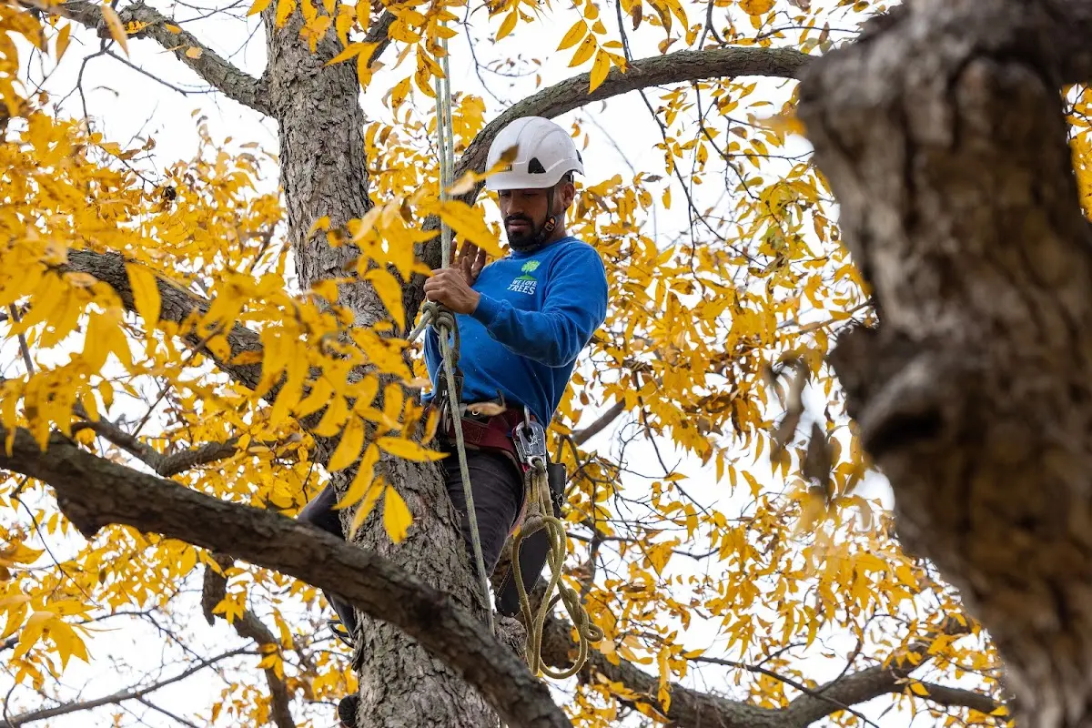 Skilled Tree Pruning crew working in Crosby